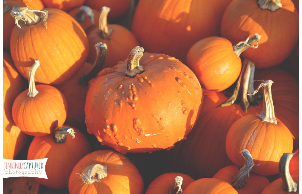Picking Out Pumpkins | Blog - Jennifer Duke Photography