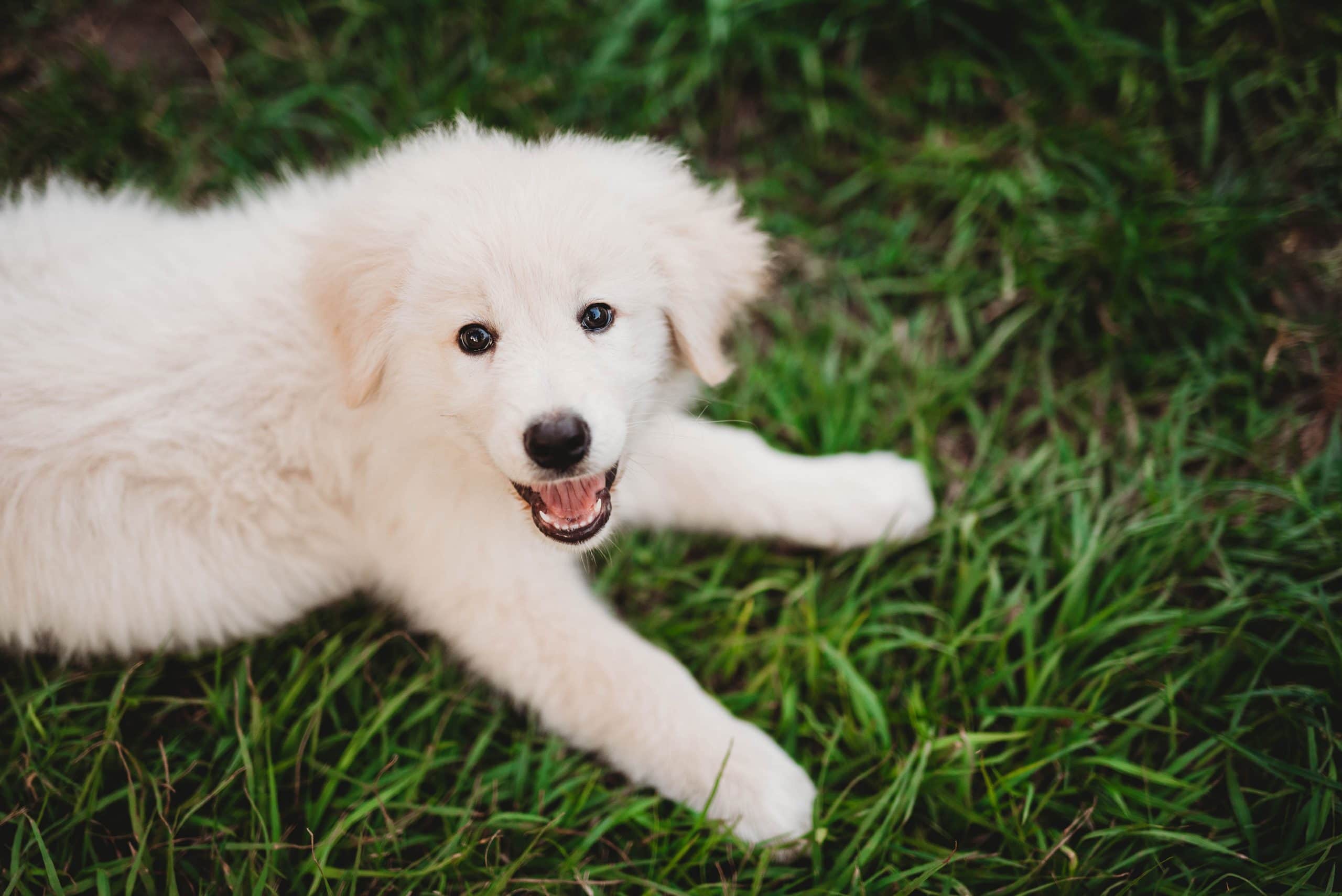 Babies and Puppies and Kiddies, Oh My! | Personal, The Farm - Jennifer Duke Photography