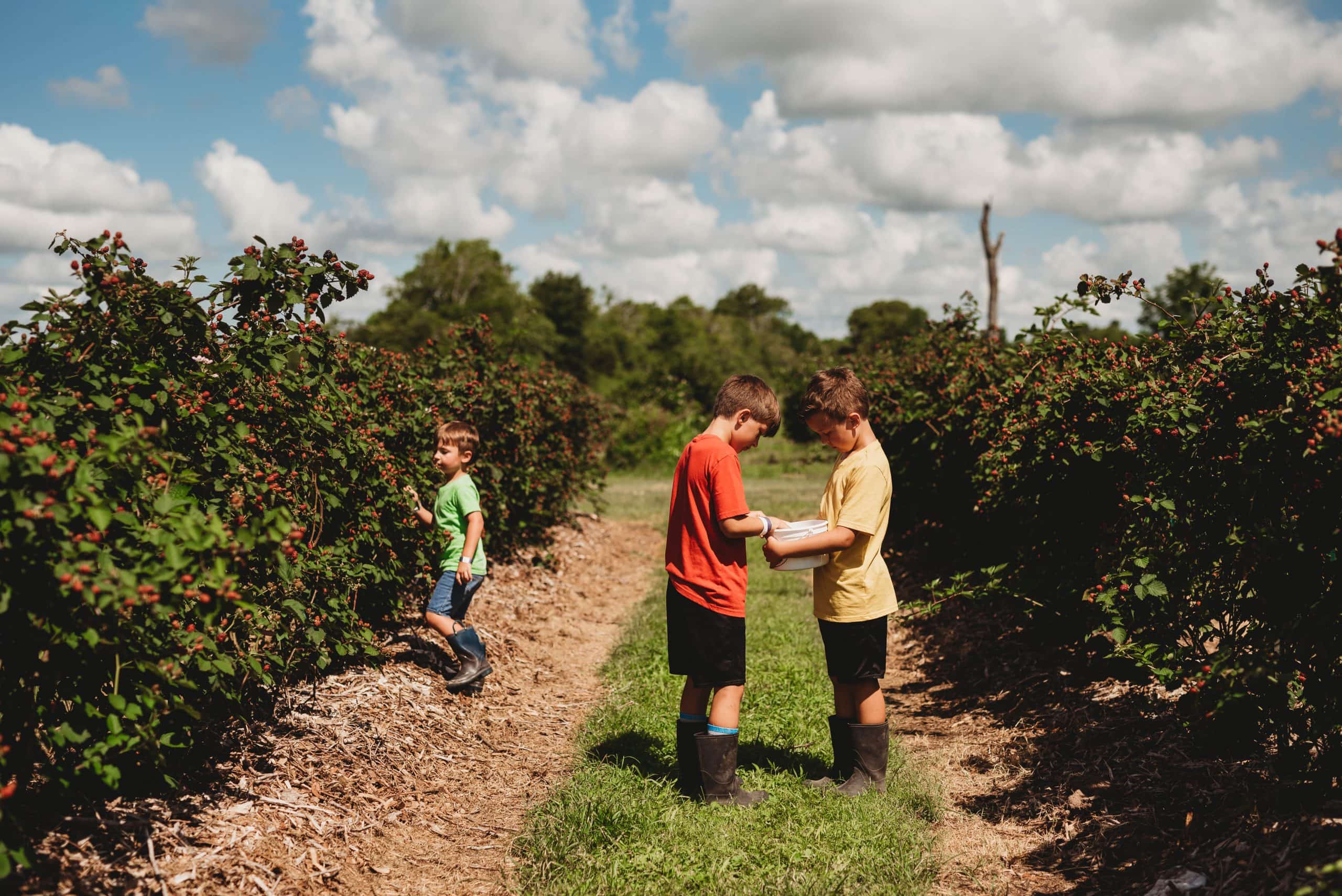 Blackberry Picking with Cousins | Personal - Jennifer Duke Photography